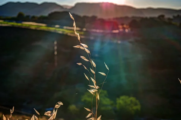 Herbe d'automne et fond de fleurs sauvages — Photo