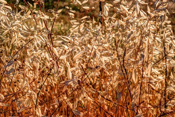 Herfst gras en wildflower achtergrond — Stockfoto