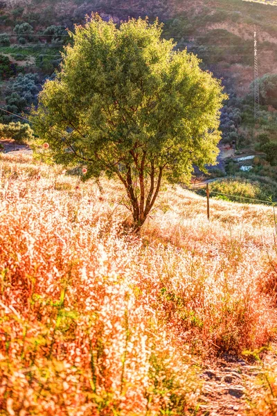 Ein Lichtstrahl durchbricht den dramatischen Himmel bei Sonnenuntergang und trifft einen einsamen Baum auf einem Hügel — Stockfoto