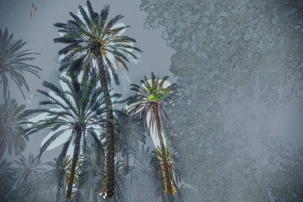 棕榈树在热带度假胜地在阳光明媚的日子. — 图库照片
