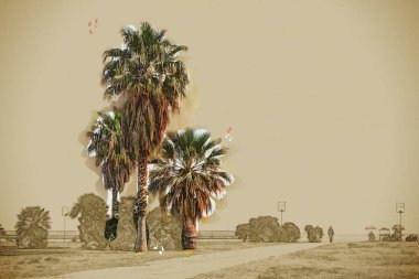 Palmiye ağaçları Palermo Sahili güzel güneşli gün boyunca.