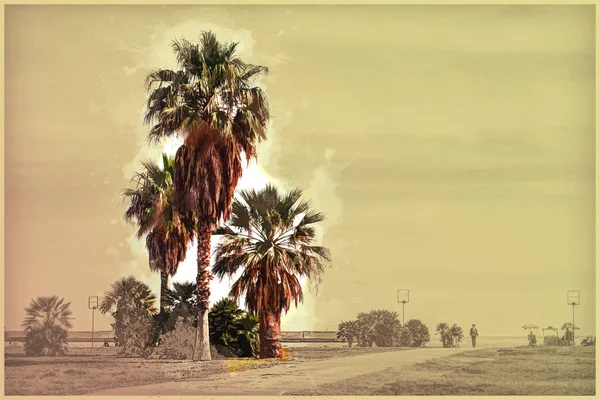 Palme lungo la costa palermitana in bella giornata di sole . — Foto Stock