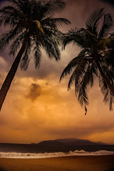 Siluett av Palm på vacker tropisk solnedgång — Stockfoto