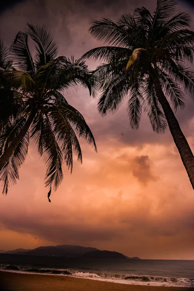 Silhouet van palm tree aan prachtige tropische zonsondergang — Stockfoto