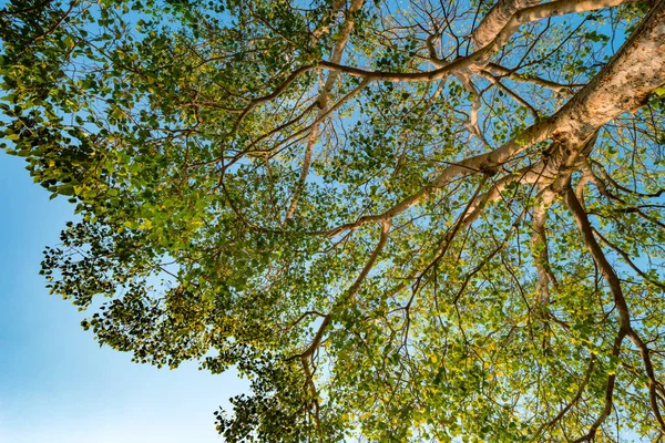 Obří kmene stromu pterocarpus indicus proti slunci — Stock fotografie