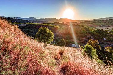 Bir ışık ışını ile dramatik gökyüzü günbatımı tatili ve bir tepede yalnız bir ağaca çarptı