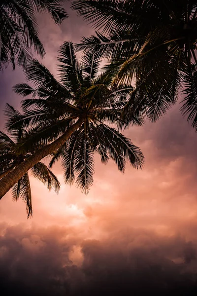 Siluett av Palm på vacker tropisk solnedgång — Stockfoto