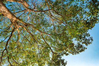 Güneşe karşı pterocarpus indicus ağacının dev kök