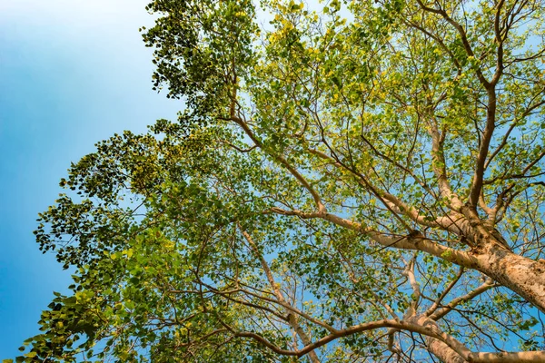Tallo gigante de pterocarpus indicus contra el sol —  Fotos de Stock