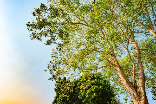 Olbrzymie macierzystych pterocarpus indicus drzewa przed słońcem — Zdjęcie stockowe