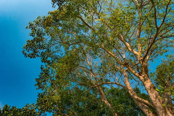 Haste gigante de pterocarpus indicus árvore contra o sol — Fotografia de Stock