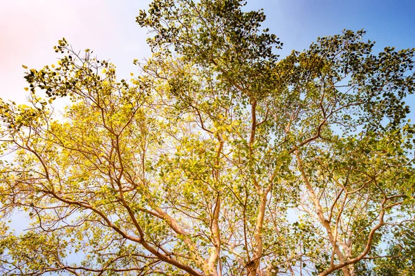 Tallo gigante de pterocarpus indicus contra el sol —  Fotos de Stock