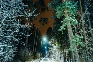 kış geceleri karla kaplı ağaçlar