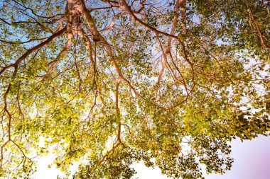 Güneşe karşı pterocarpus indicus ağacının dev kök