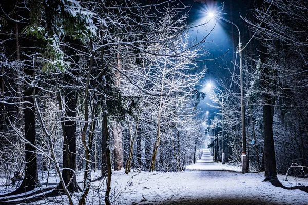 trees covered with snow in the winter night