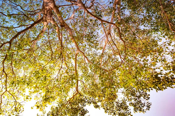 Olbrzymie macierzystych pterocarpus indicus drzewa przed słońcem — Zdjęcie stockowe