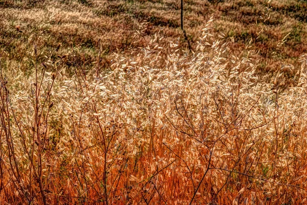 秋の草と野生の花の背景 — ストック写真