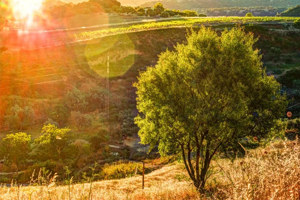 Een lichtstraal breekt door de dramatische hemel bij zonsondergang en sloeg een eenzame boom op een heuvel — Stockfoto