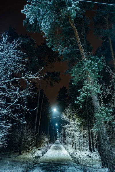 树木覆盖着雪在冬天的夜晚 — 图库照片