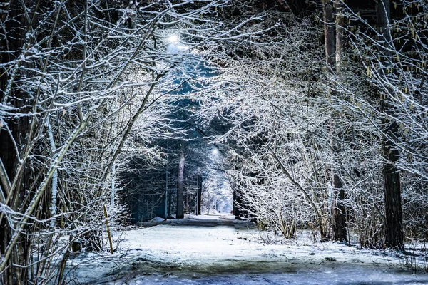 Bäume in der Winternacht mit Schnee bedeckt — Stockfoto