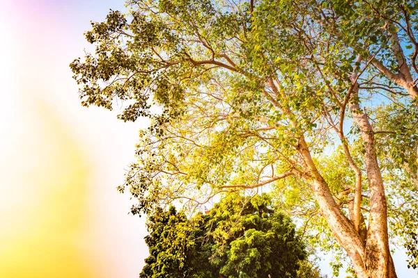 Giant stem of pterocarpus indicus tree against sun — Stock Photo, Image