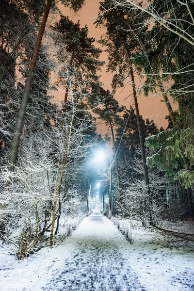 Bäume in der Winternacht mit Schnee bedeckt — Stockfoto