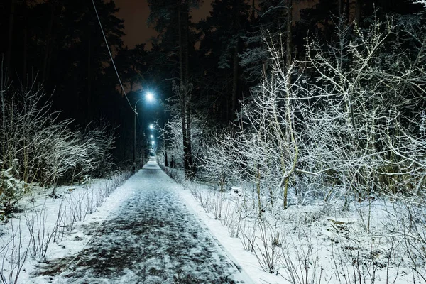 Δέντρα καλυμμένα με χιόνι τη νύχτα του χειμώνα — Φωτογραφία Αρχείου