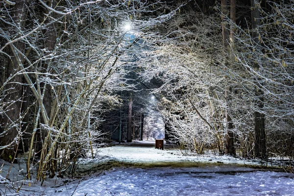 Bäume in der Winternacht mit Schnee bedeckt — Stockfoto