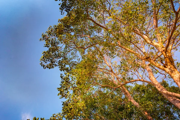 Olbrzymie macierzystych pterocarpus indicus drzewa przed słońcem — Zdjęcie stockowe