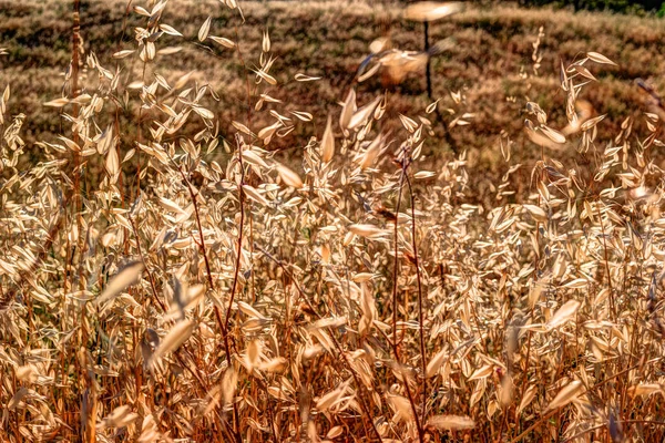 秋の草と野生の花の背景 — ストック写真