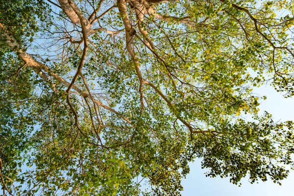 Tallo gigante de pterocarpus indicus contra el sol —  Fotos de Stock