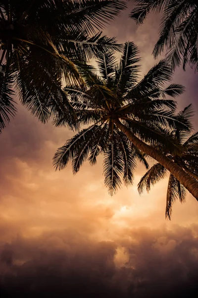 Silhouet van palm tree aan prachtige tropische zonsondergang — Stockfoto