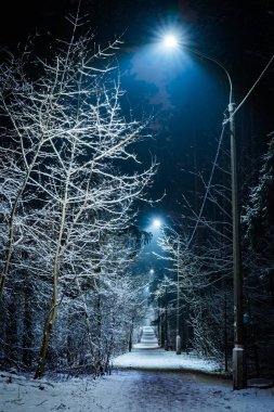 kış geceleri karla kaplı ağaçlar