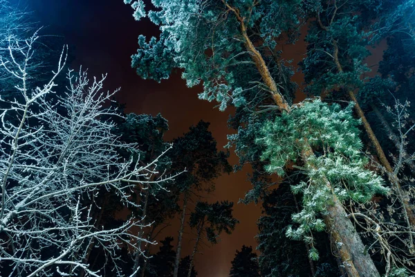 树木覆盖着雪在冬天的夜晚 — 图库照片