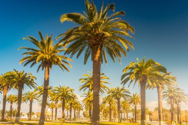 Güzel bir güneşli gün, tropikal bir tatil palmiye ağaçları. Görüntü tatil tropikal ve güneşli mutluluk.