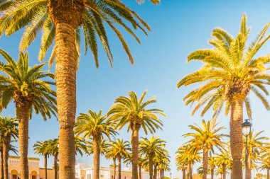 Güzel bir güneşli gün, tropikal bir tatil palmiye ağaçları. Görüntü tatil tropikal ve güneşli mutluluk.