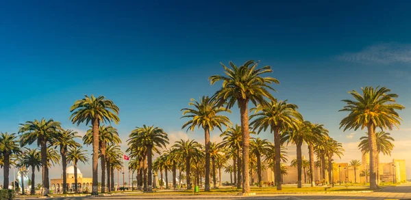 Palmiers dans une station tropicale lors d'une belle journée ensoleillée. Image de vacances tropicales et bonheur ensoleillé . — Photo