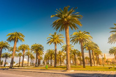 Güzel bir güneşli gün, tropikal bir tatil palmiye ağaçları. Görüntü tatil tropikal ve güneşli mutluluk.