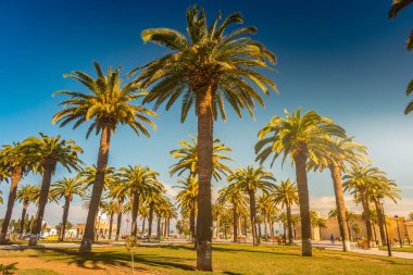 Güzel bir güneşli gün, tropikal bir tatil palmiye ağaçları. Görüntü tatil tropikal ve güneşli mutluluk.