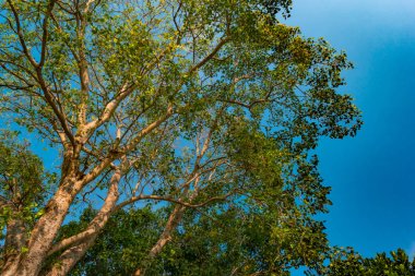 Güneşe karşı pterocarpus indicus ağacının dev kök
