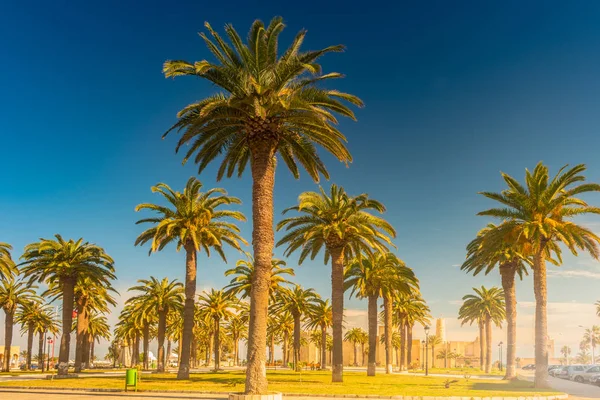 Palmieri într-o stațiune tropicală la o zi frumoasă însorită. Imagine de vacanță tropicală și fericire însorită . — Fotografie, imagine de stoc
