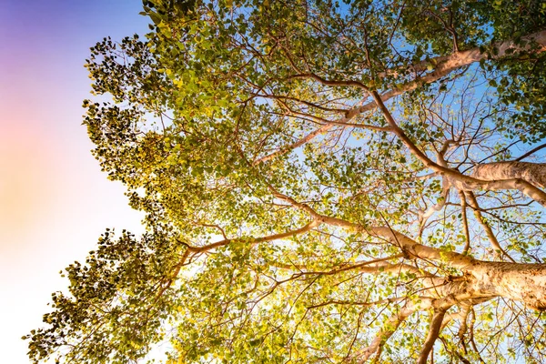 Tallo gigante de pterocarpus indicus contra el sol —  Fotos de Stock