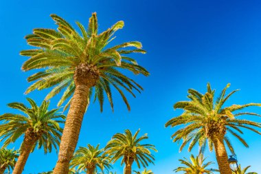 Güzel bir güneşli gün, tropikal bir tatil palmiye ağaçları. Görüntü tatil tropikal ve güneşli mutluluk.