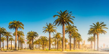 Güzel bir güneşli gün, tropikal bir tatil palmiye ağaçları. Görüntü tatil tropikal ve güneşli mutluluk.