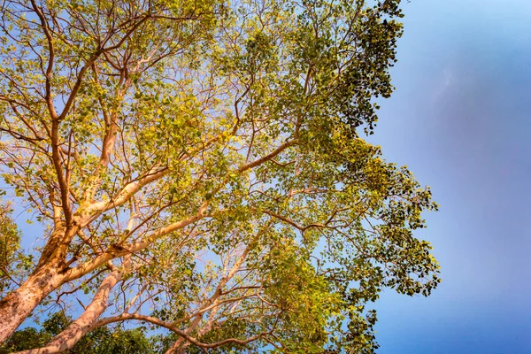 Obří kmene stromu pterocarpus indicus proti slunci — Stock fotografie