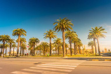 Güzel bir güneşli gün, tropikal bir tatil palmiye ağaçları. Görüntü tatil tropikal ve güneşli mutluluk.