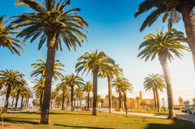 Güzel bir güneşli gün, tropikal bir tatil palmiye ağaçları. Görüntü tatil tropikal ve güneşli mutluluk.