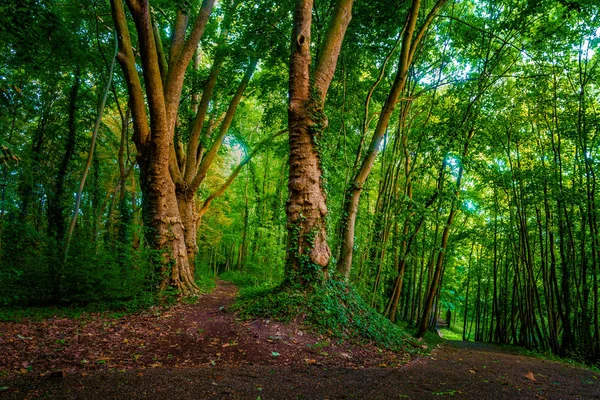 Foresta oscura lunatica con sentiero e alberi verdi , — Foto Stock