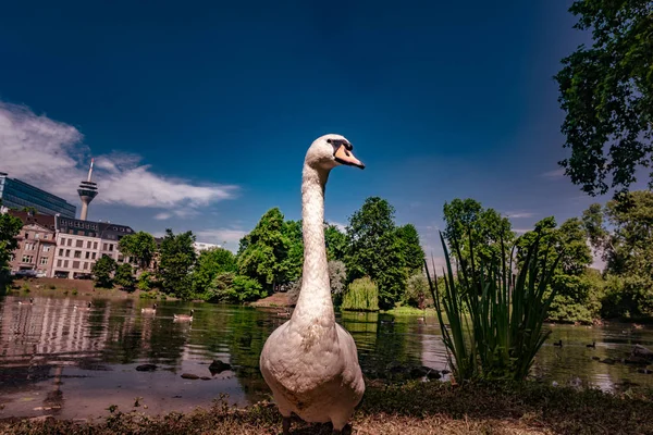 Bílá labuť na zem blízko jezera. — Stock fotografie