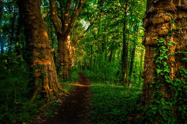경로 녹색 나무와 어두운 변덕 숲, — 스톡 사진